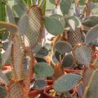 Opuntia