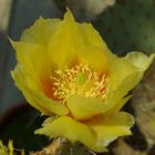 Opuntia