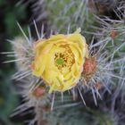 Opuntia