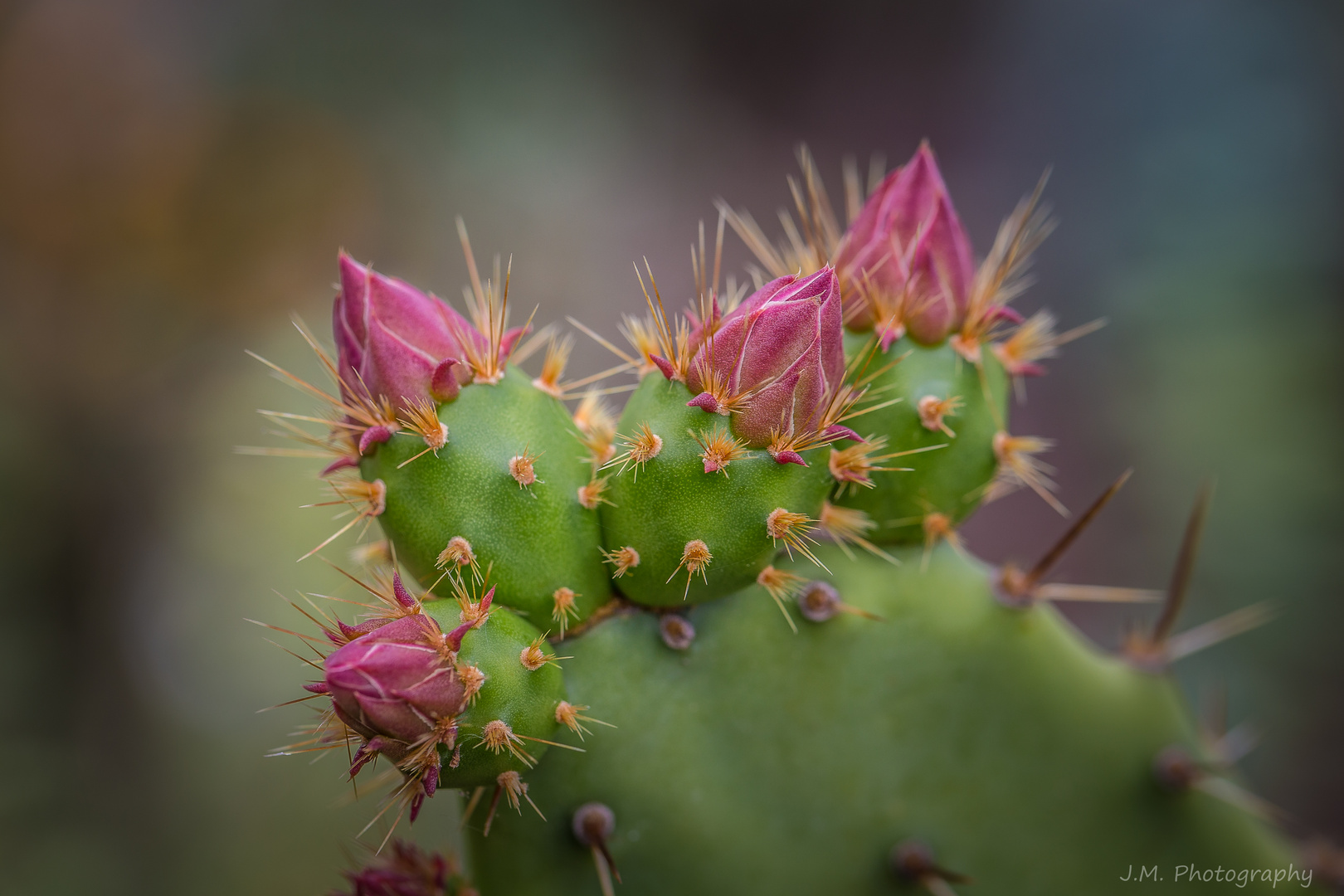 Opuntia bergeriana