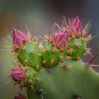 Opuntia bergeriana