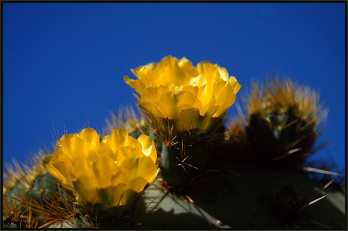 Opuntia Blüte