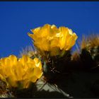 Opuntia Blüte