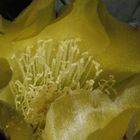 Opuntia-Blüte
