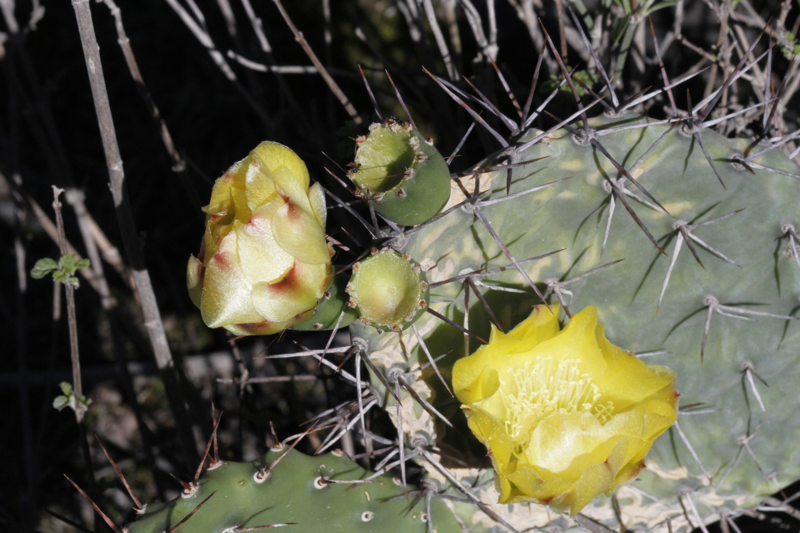 Opuntia-Blüte in den Anden