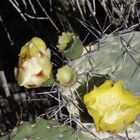 Opuntia-Blüte in den Anden