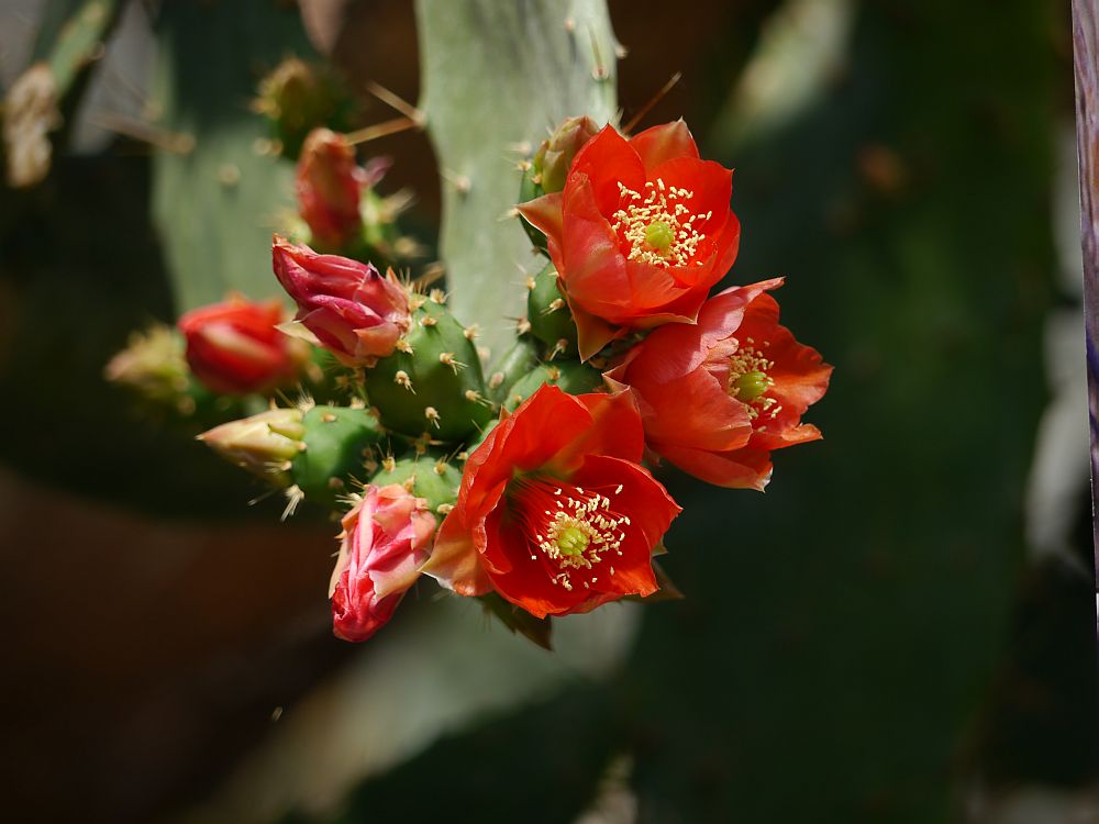 Opuntia Blüten