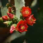 Opuntia Blüten