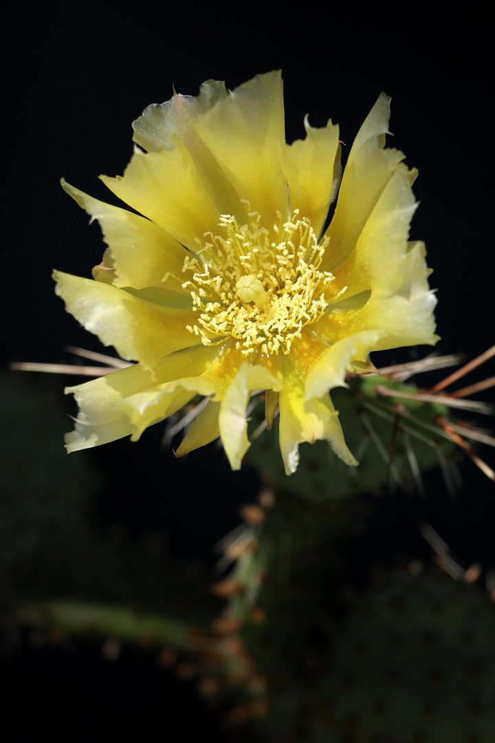 Opuntia - ein Ohrenkaktus zeigt sich gelb