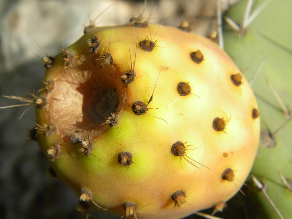 Opuntia ficus-indica