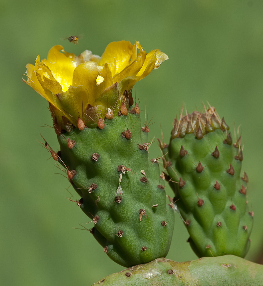 Opuntia ficusindica Foto & Bild pflanzen, pilze & flechten, kakteen