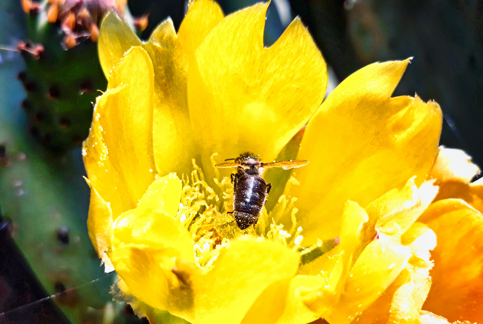 Opuntia ficus-indica