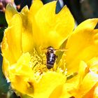 Opuntia ficus-indica