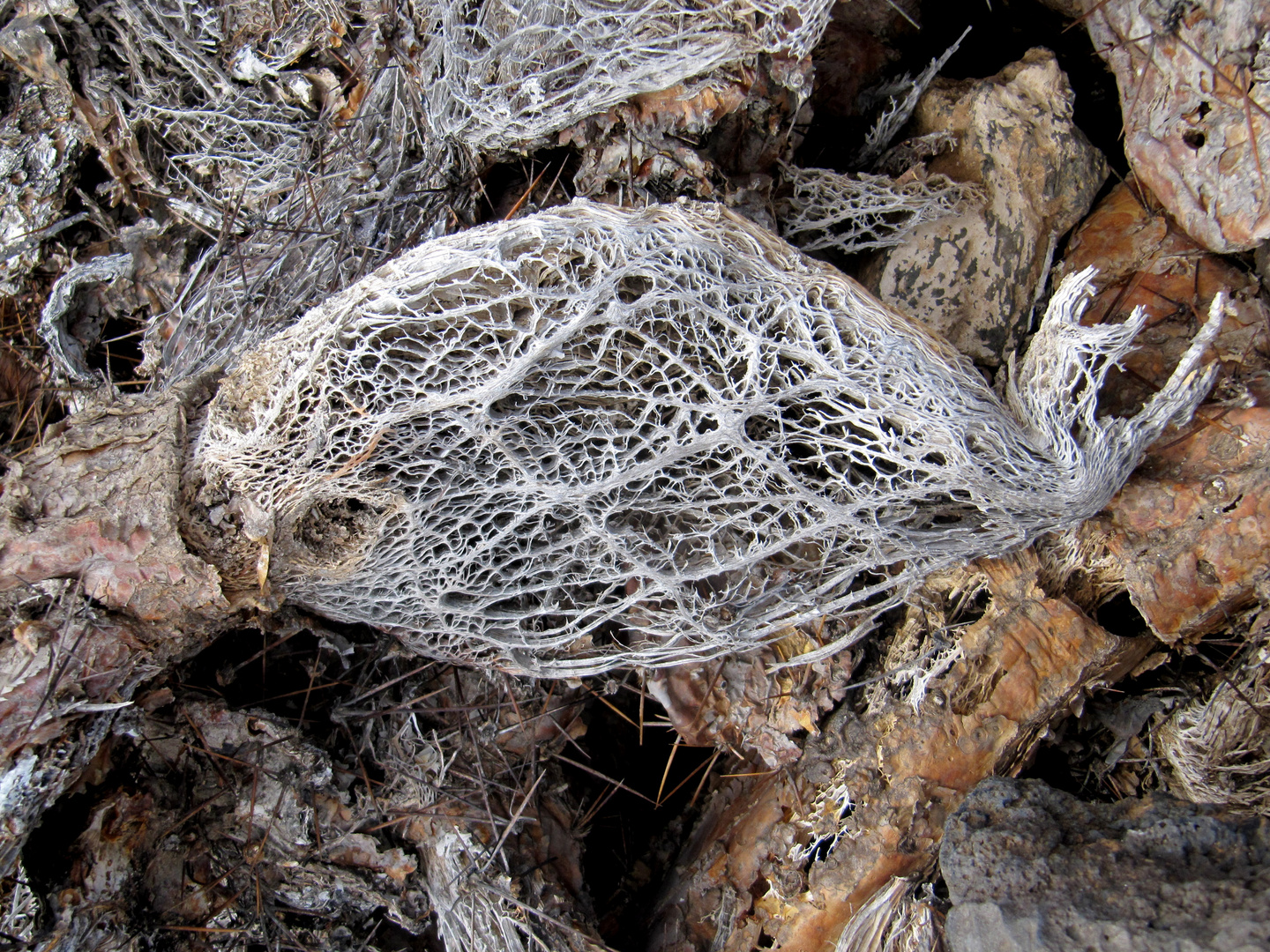 Opuntia ficus-indica