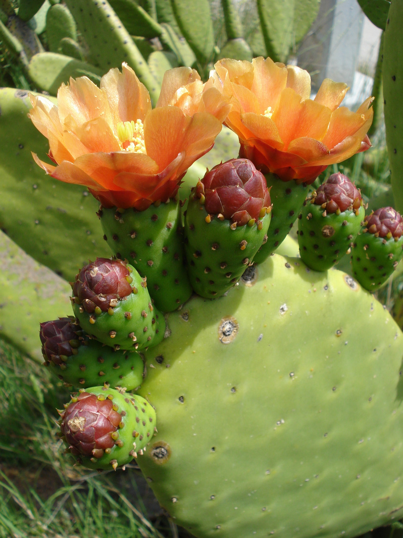 Opuntia ficus-indica (Feigenkaktus)