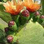 Opuntia ficus-indica (Feigenkaktus)