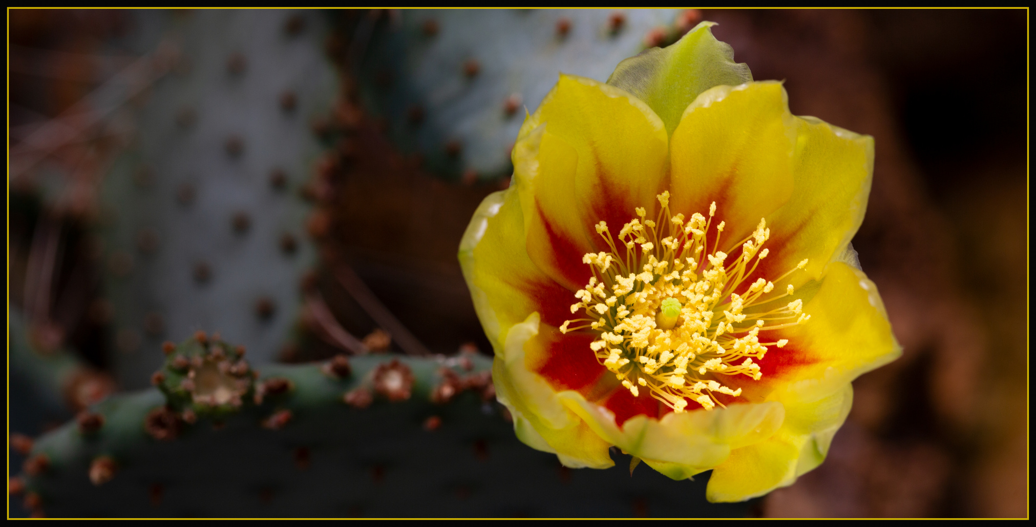 Opuntia Humifusa