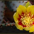 Opuntia Humifusa