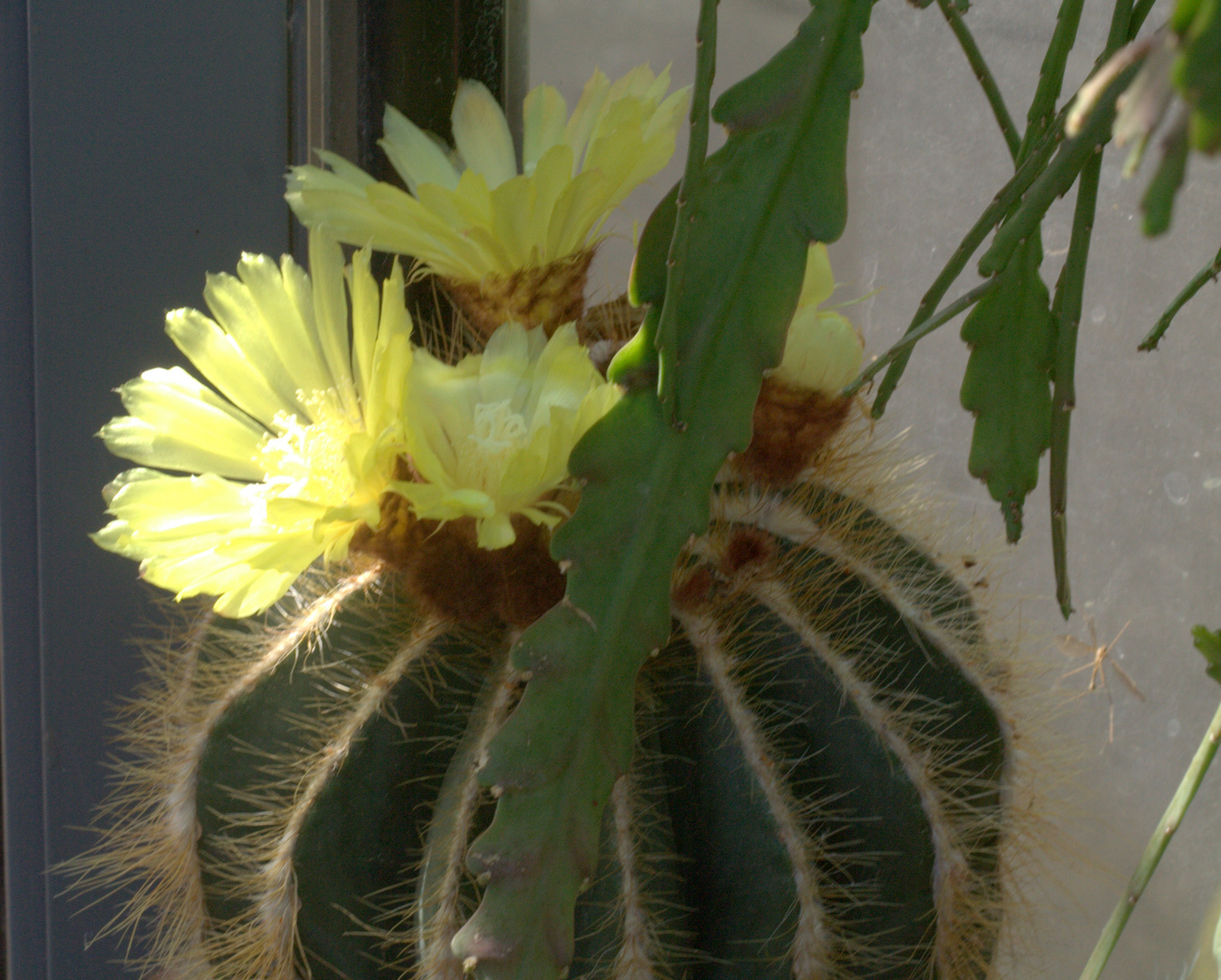 Opuntia humifusa