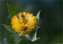 Opuntia juniperina ? von Thomas Ripplinger 