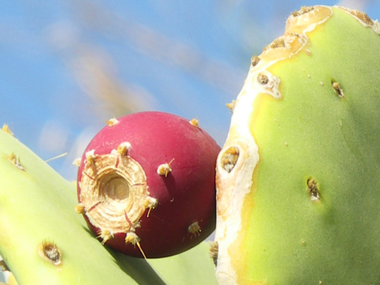 Opuntia - köstliche Frucht