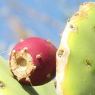 Opuntia - köstliche Frucht