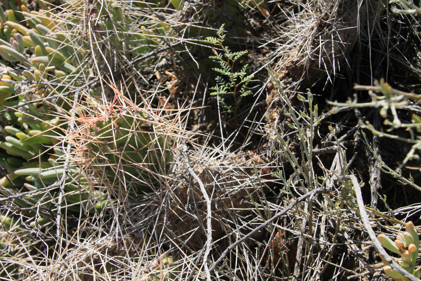 Opuntia mit extrem langen Stacheln (am Naturstandort, Provinz Mendoza, Argentinien