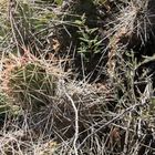Opuntia mit extrem langen Stacheln (am Naturstandort, Provinz Mendoza, Argentinien