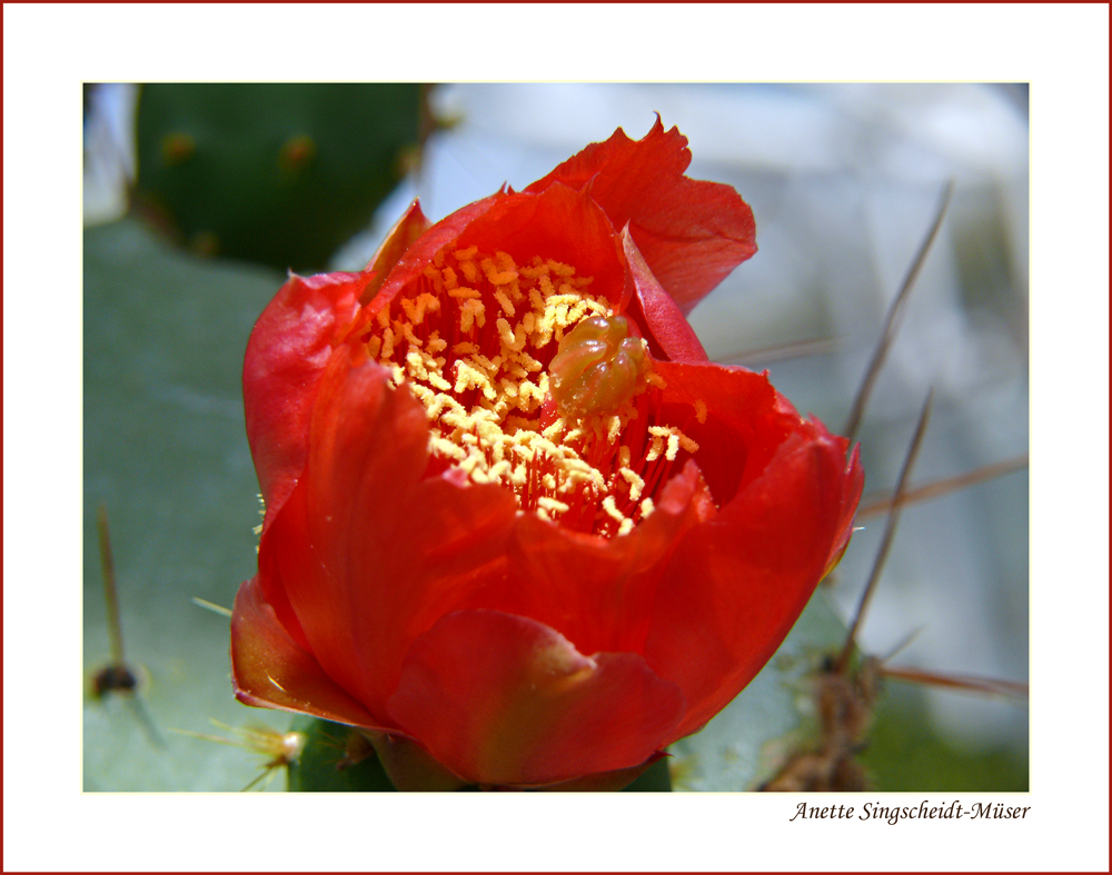 Opuntia ovata