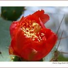 Opuntia ovata