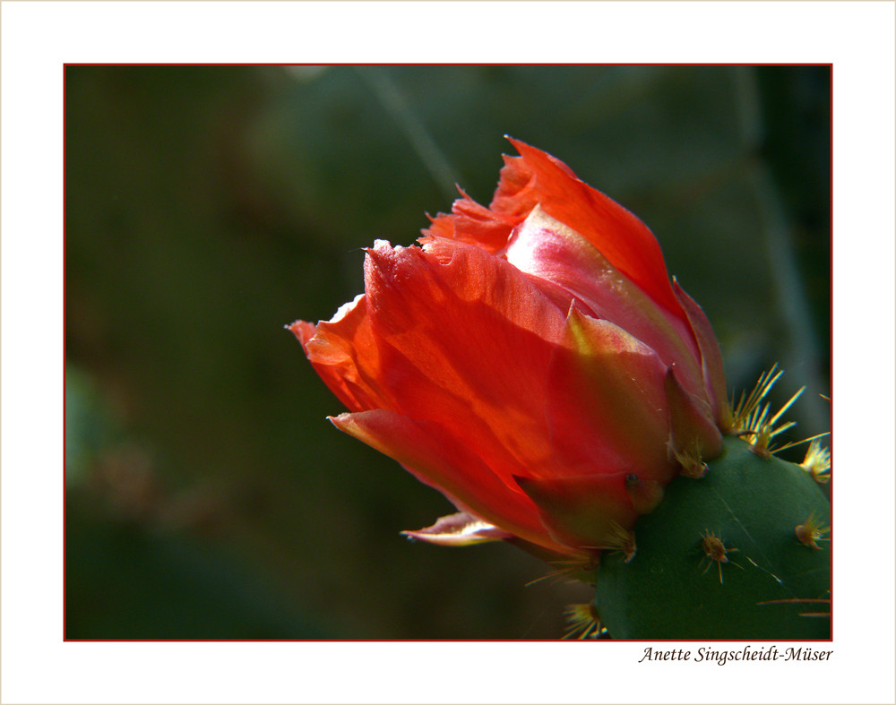 Opuntia ovata II