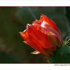 Opuntia ovata II