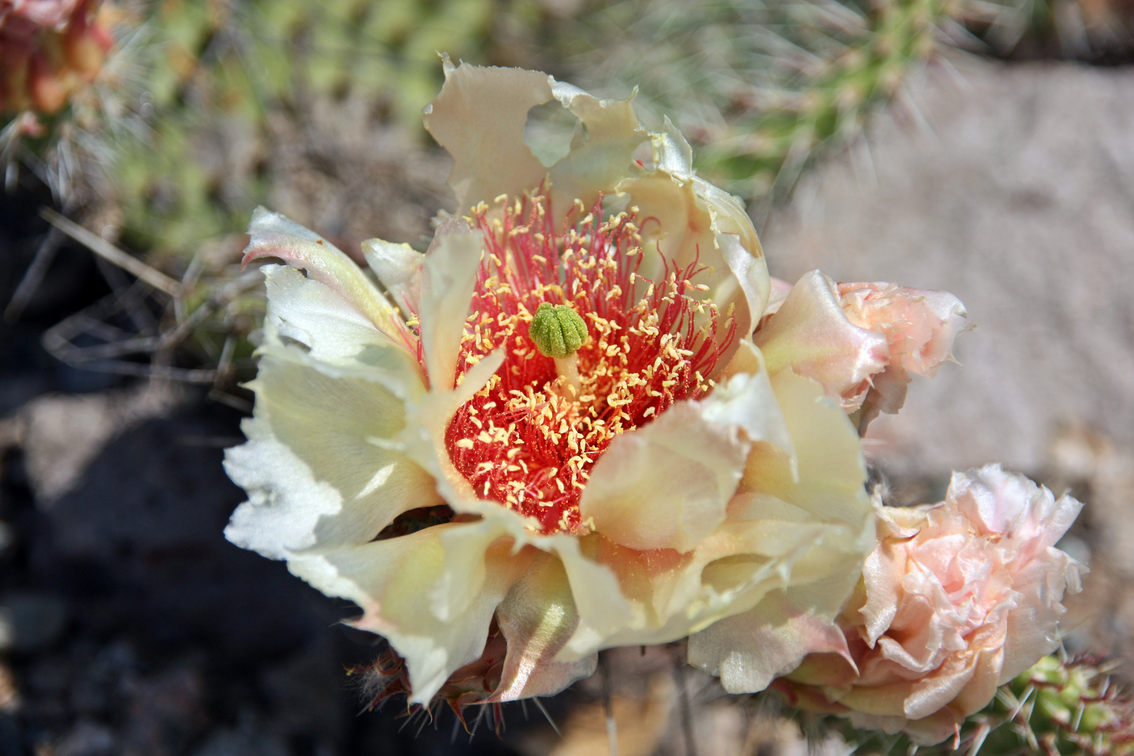 Opuntia Polyacantha