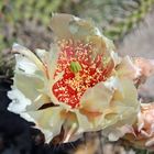 Opuntia Polyacantha