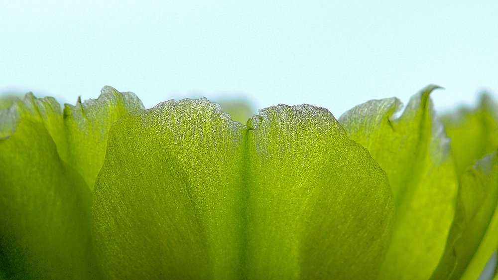 Opuntia velutina - Die zarte Blütenblattspitze einer Kakteenblüte