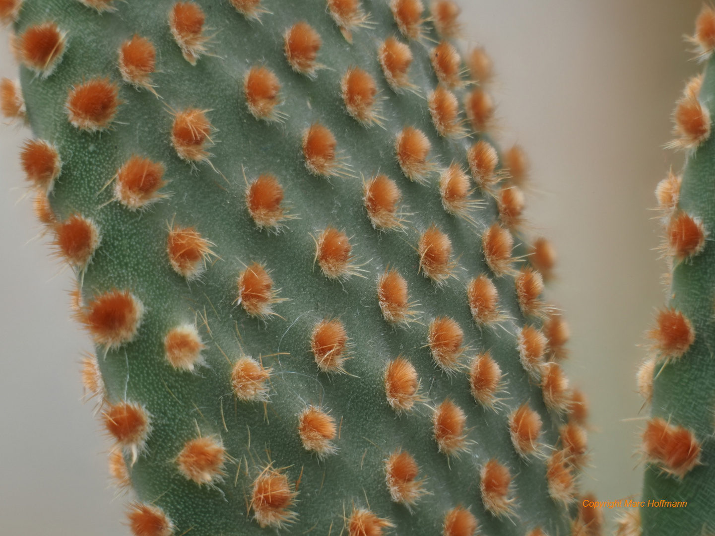 Opuntia_microdasys