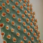 Opuntia_microdasys