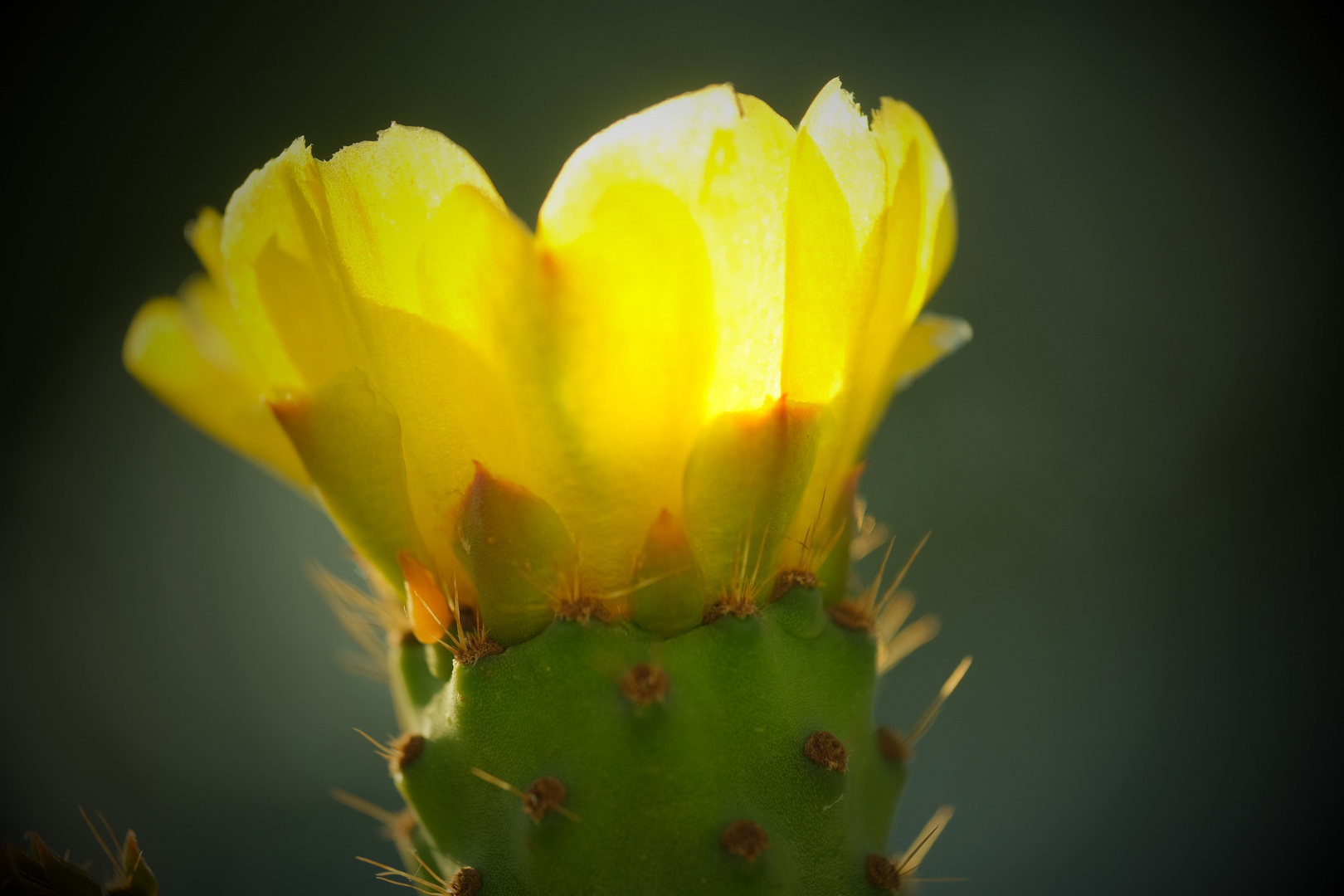 Opuntienblüte (Opuntia)