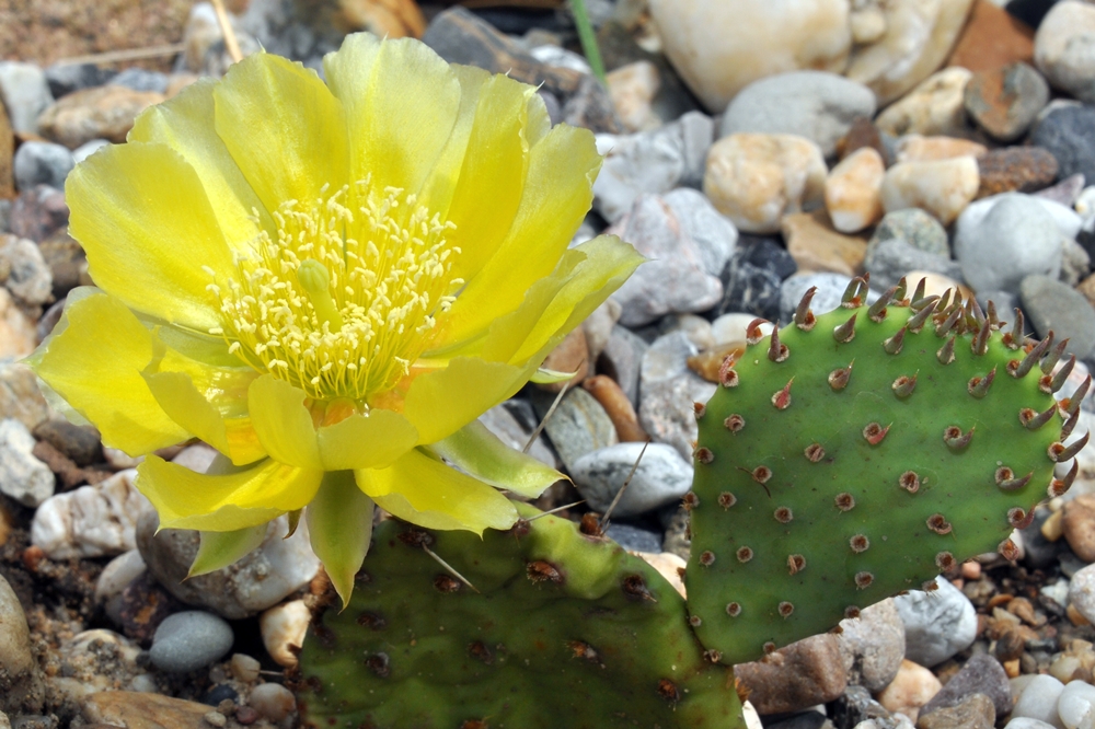 Opunzienblüte im Garten