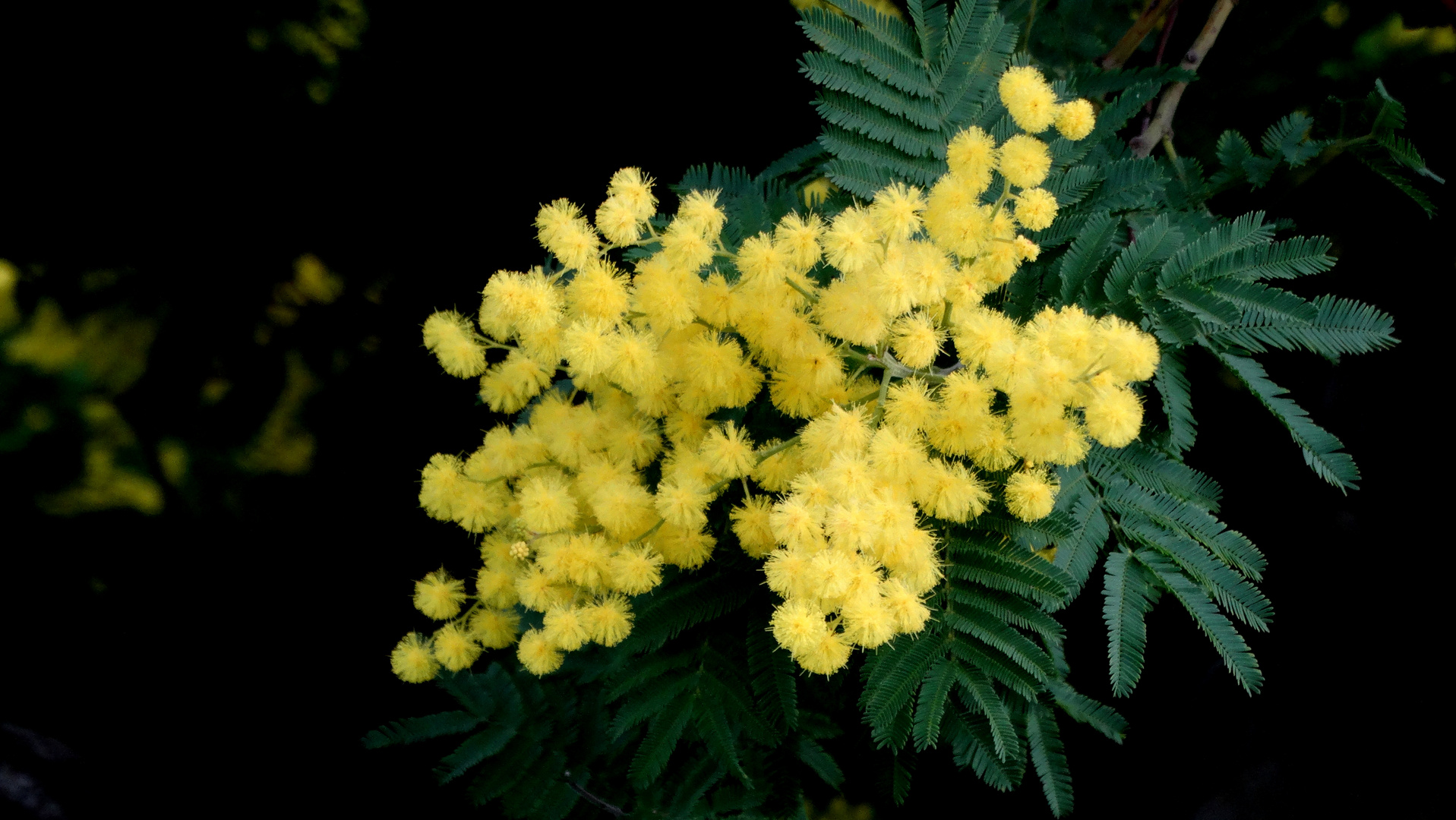 Or et Parfum - Gold und Parfüm  Massif du Tanneron (Var) au dessus de Cannes