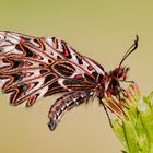 Ora, è primavera......Zerynthia polyxena