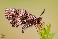 Ora, è primavera......Zerynthia polyxena