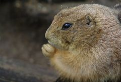 Ora et labora - Auch Murmeltiere beten. Und beissen!