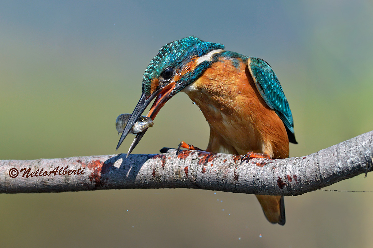 Ora si mangia !!