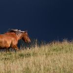 Orage