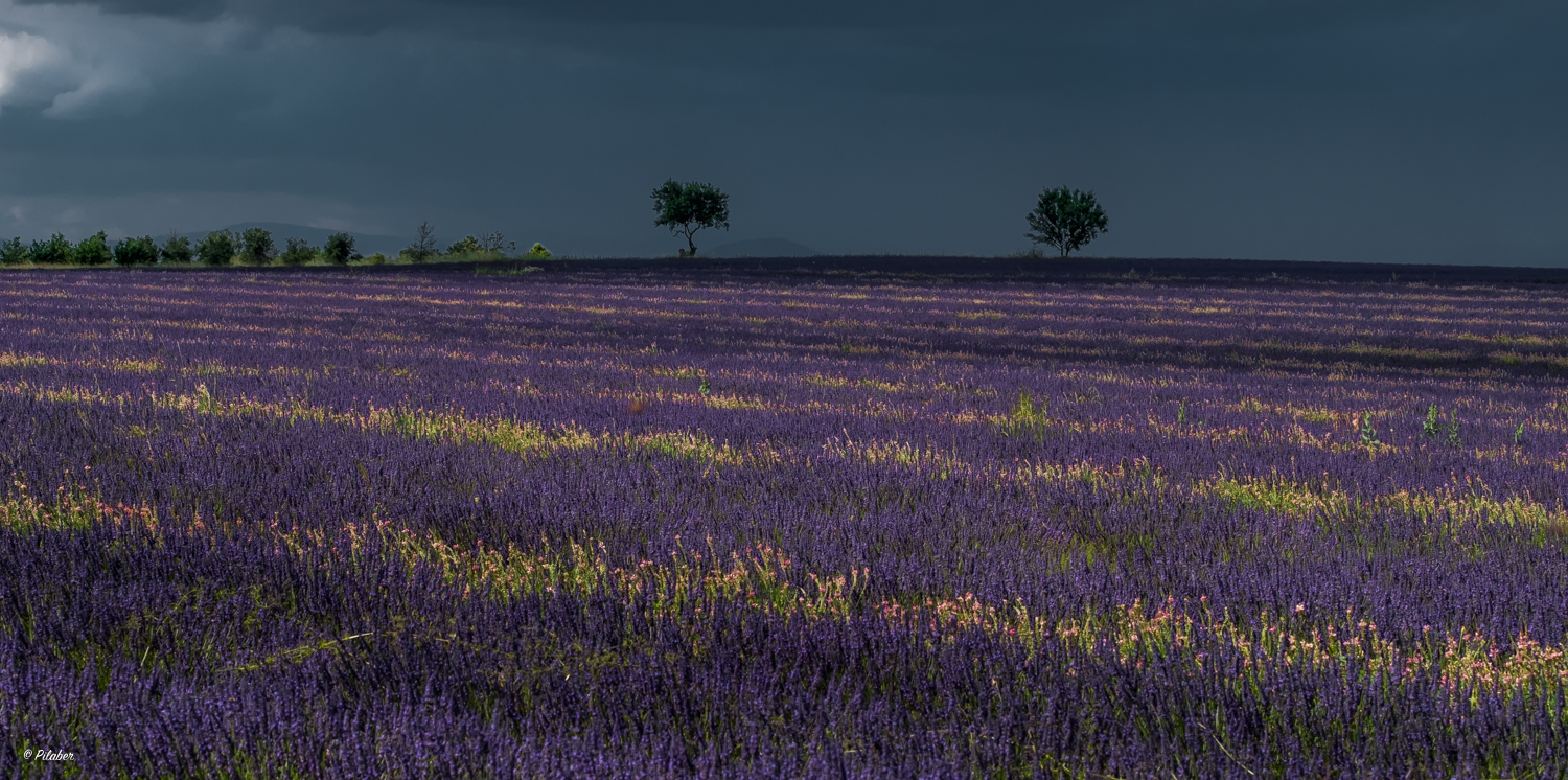 Orage sur la lavande