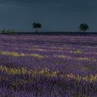 Orage sur la lavande