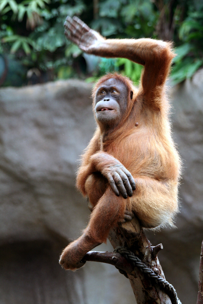 Oran-Utan im Leipziger Zoo