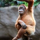 Oran-Utan im Leipziger Zoo