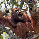 Oran Utan in Borneo